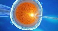 女性有染色体罗氏易位在孟州市做试管养囊成功率高吗？试管移植后需要保胎吗！